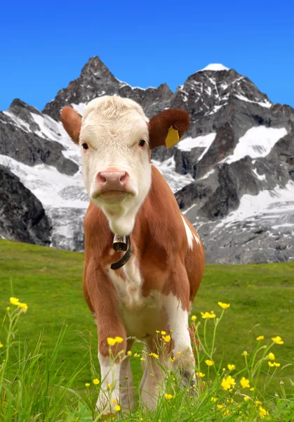 Cow on the meadow — Stock Photo, Image