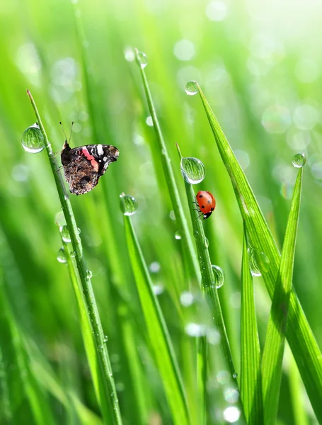 Rosée avec coccinelle et papillon — Photo