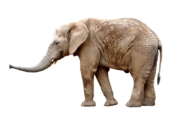 Elefante africano — Foto Stock