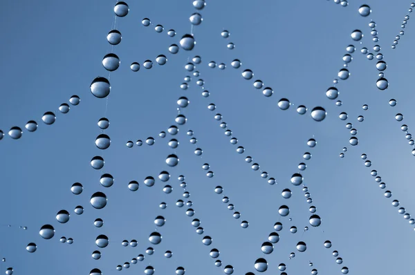 Spider web — Stock Photo, Image