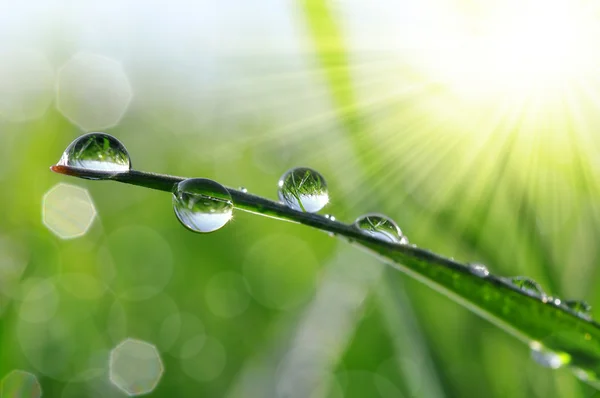 Gotas de orvalho — Fotografia de Stock