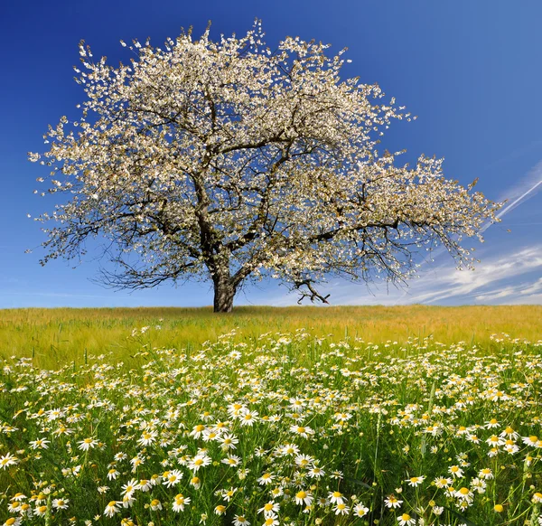 Весна и пейзаж — стоковое фото