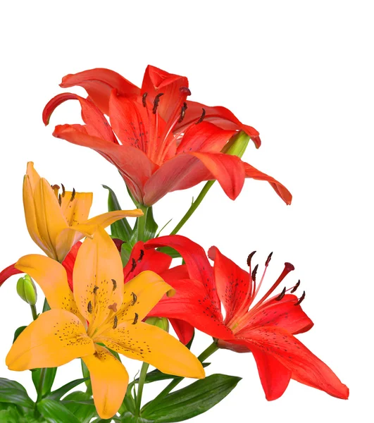 Lily — Stock Photo, Image