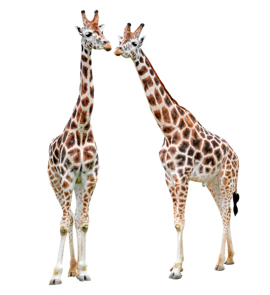 Giraffe — Foto Stock