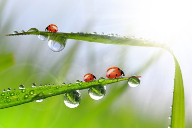 çiğ ve ladybirds