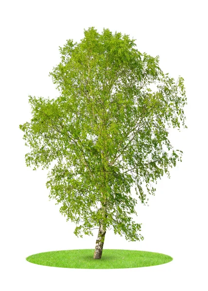 Birch tree — Stock Photo, Image