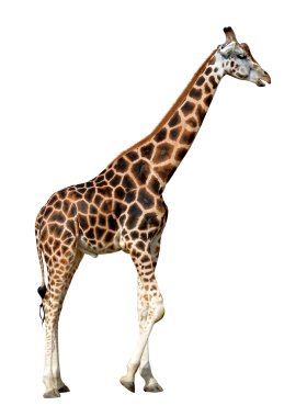 Zürafa
