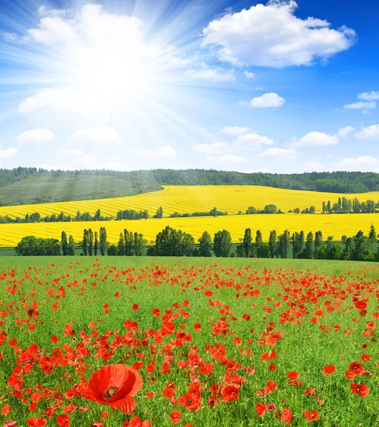 Red poppy field — Stock Photo, Image