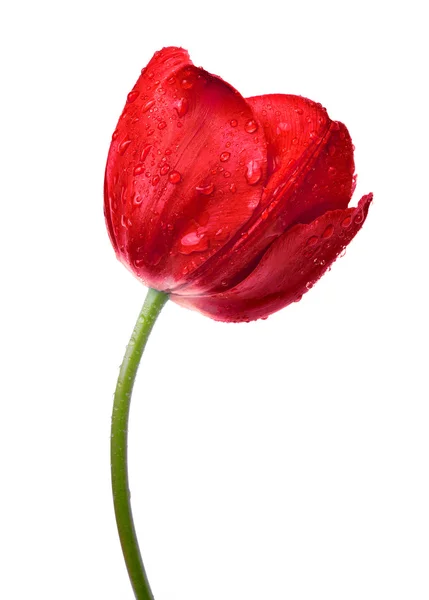 Tulipán rojo rocío — Foto de Stock