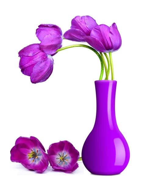 Paarse tulpen — Stockfoto