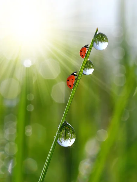 Rosée et coccinelles — Photo