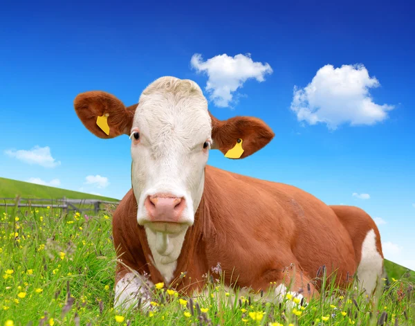 Cow in the grass — Stock Photo, Image