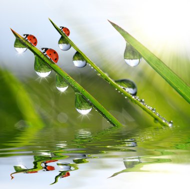 çiğ ve ladybirds