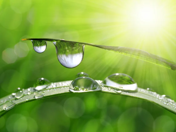 Dew drops — Stock Photo, Image