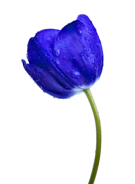 Tulipa azul orvalho — Fotografia de Stock