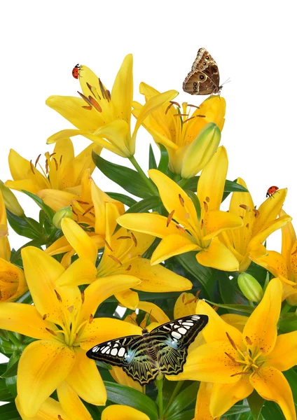 Lily com borboletas — Fotografia de Stock