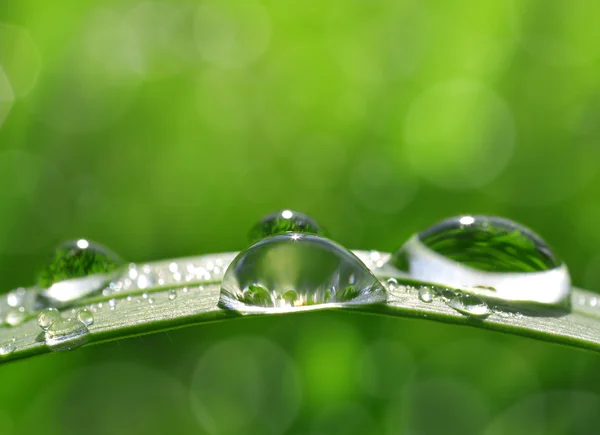 Dew drops — Stock Photo, Image