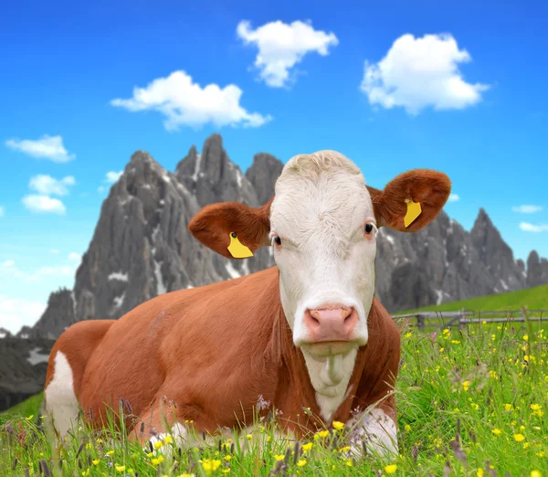 牧草地に牛がいて — ストック写真