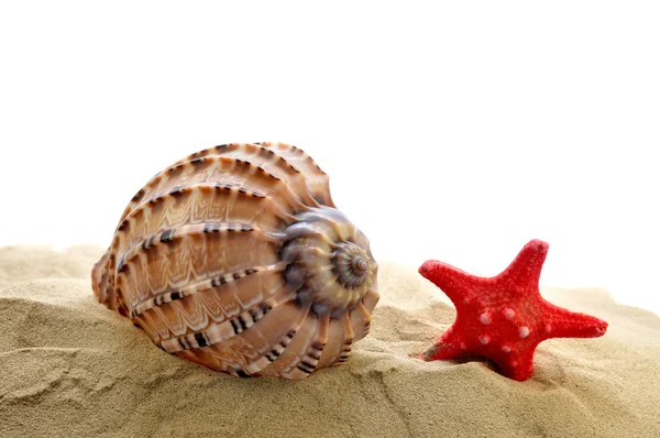 Concha con estrellas de mar en la arena — Foto de Stock