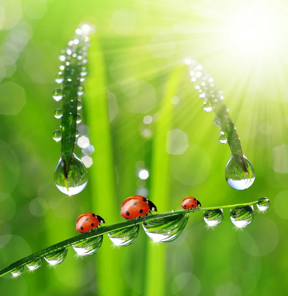Dew drops and ladybugs — Stock Photo, Image