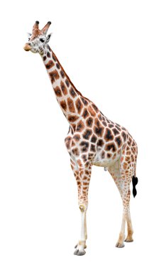 Zürafa