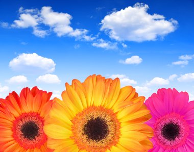 gerbera çiçekleri