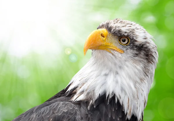 Águila calva —  Fotos de Stock