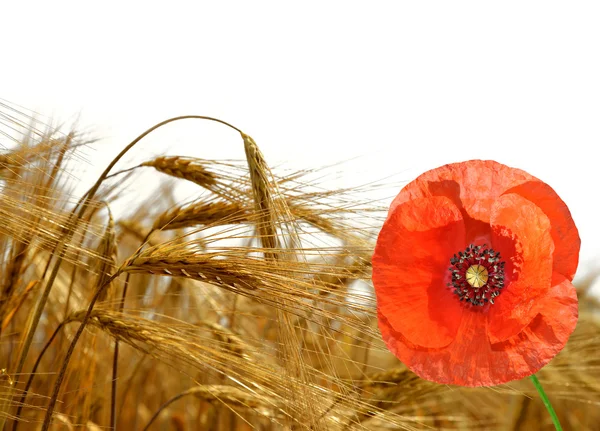 Gouden tarwe met rode papaver — Stockfoto