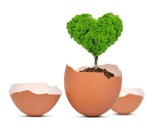 Tree in the shape of heart growing out of the egg — Stock Photo, Image