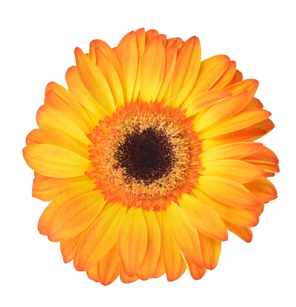 Gerbera blomst – stockfoto