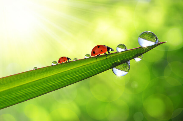 Dew and ladybirds — Stock Photo, Image