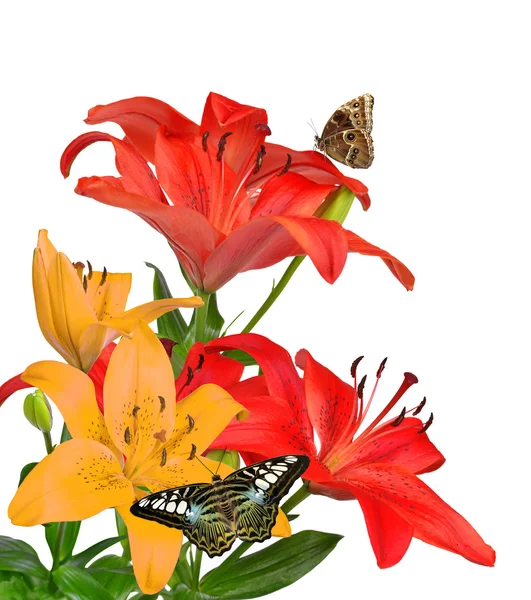 Lily with butterflies — Stock Photo, Image