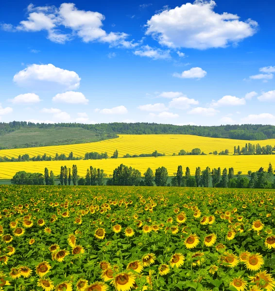 Våren landskap — Stockfoto