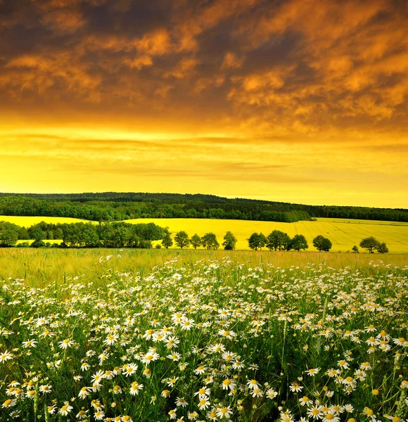 Spring landscape with field of marguerites — Stock Photo, Image