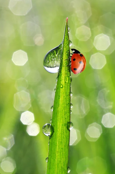 Dew and ladybird Stock Photo