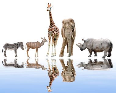 zürafa, fil, Gergedan, kudu ve zebra