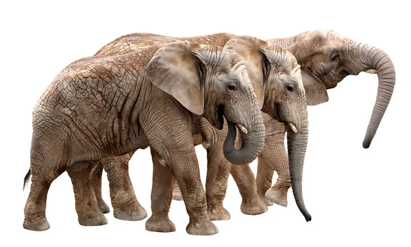 African elephants — Stock Photo, Image