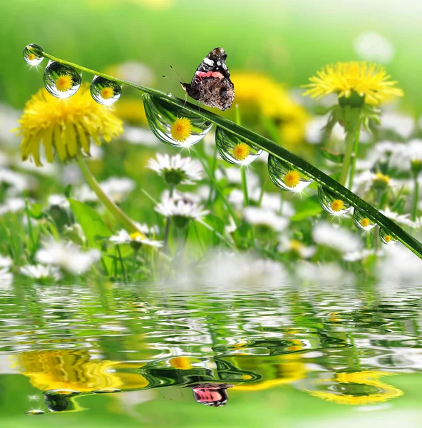 Gotas de rocío y mariposa —  Fotos de Stock