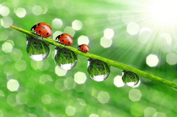 Dew drops and ladybugs Stock Photo
