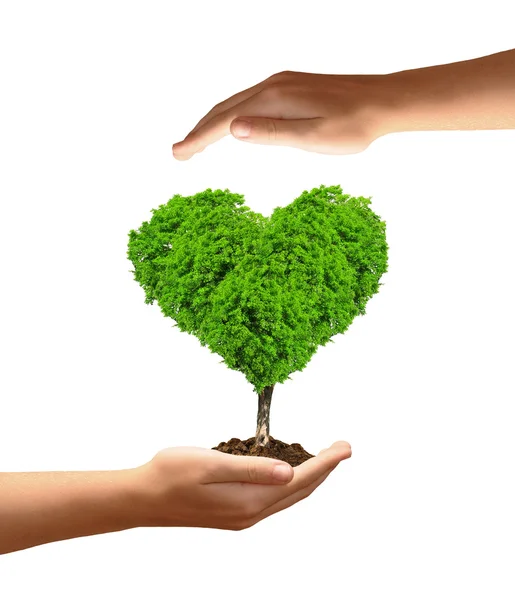 Growing tree in the shape heart in hand — Stock Photo, Image