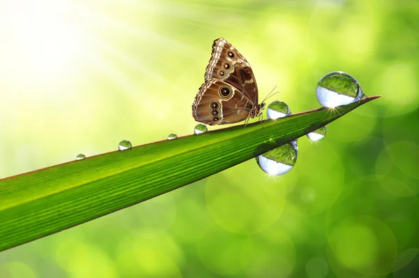 Dew and butterfly — Stock Photo, Image