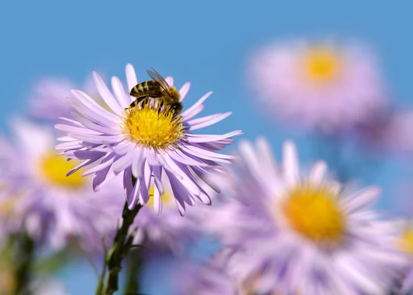 Flores de primavera — Fotografia de Stock