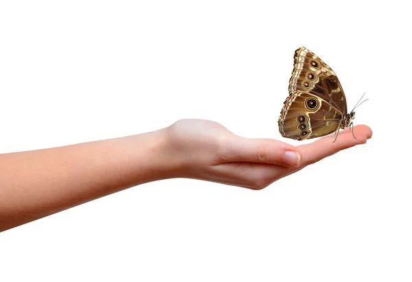 Farfalla Morpho seduto sulla mano — Foto Stock