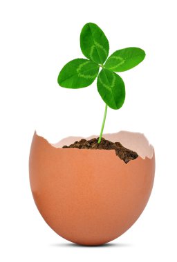 yumurta dışında büyüyen yonca
