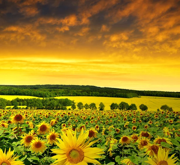 Zonnebloemenveld bij zonsondergang — Stockfoto