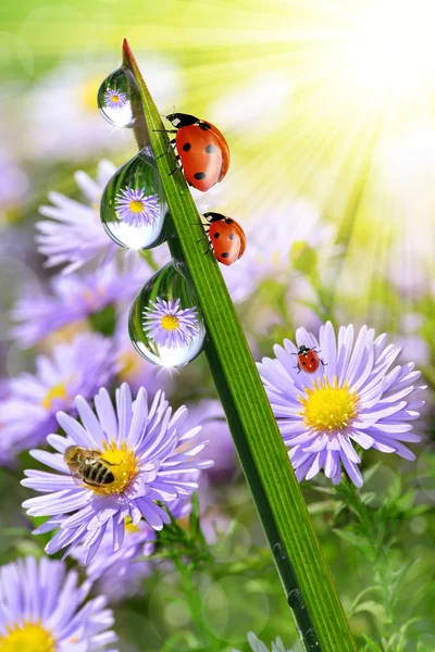 Dauw druppels en lieveheersbeestjes — Stockfoto