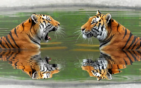 Siberian Tigers — Stock Photo, Image