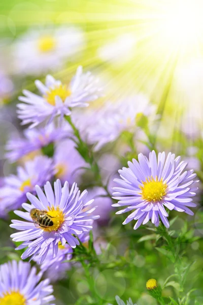 Flores — Fotografia de Stock