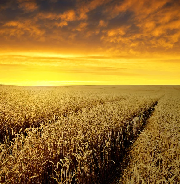 Wheat fields — Stock Photo, Image