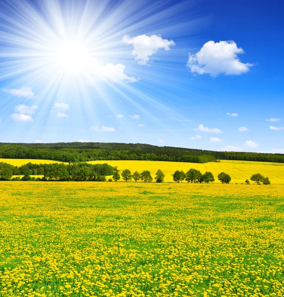 Dandelions in the meadow — Stock Photo, Image